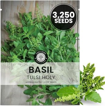 Tulsi Holy Basil Live Plant $5.99
